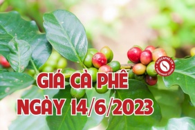 Cập nhật giá cà phê ngày 12/6/2023 - Tăng nhẹ...